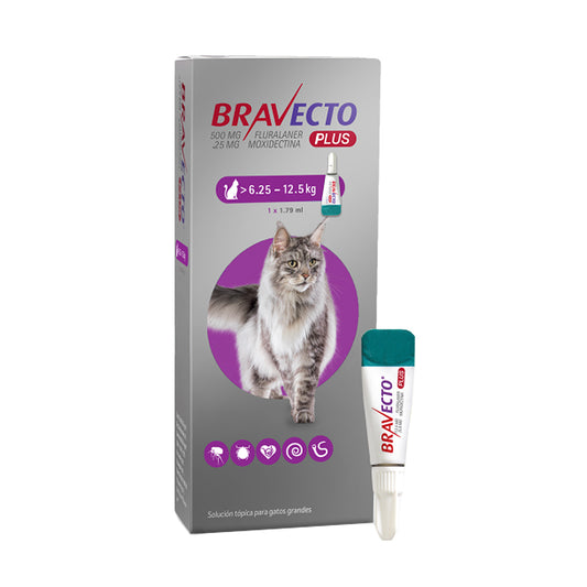 Bravecto Plus 1 Mes 6.25-12.5 kg Gato